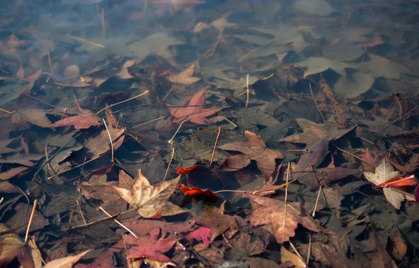 건조가 시간 나뭇잎 보기 — 스톡 사진