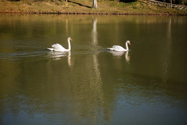 Cisnes Solitários Vivem Ambiente Natural — Fotografia de Stock