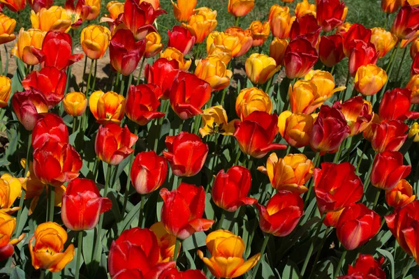 Fleurs Tulipes Colorées Fleurs Dans Jardin Comme Fond Floral — Photo