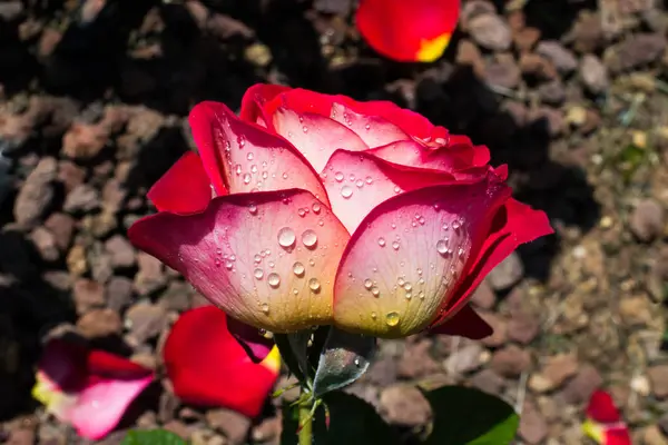 Floraison Belle Rose Colorée Avec Des Gouttes Eau Sur Les — Photo