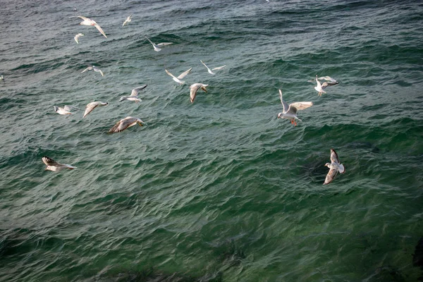 Möwen Sind Auf Und Über Dem Meer — Stockfoto