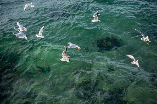Seagulls Sea Waters — Stock Photo, Image