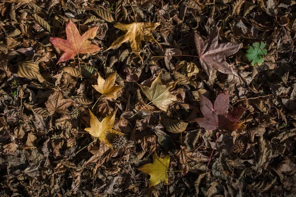 落叶秋季的纹理背景 — 图库照片