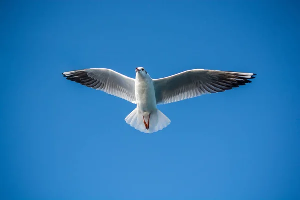 Una Sola Gaviota Volando Fondo Azul Del Cielo — Foto de Stock