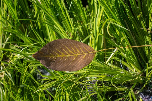 Ein Einzelnes Trockenes Blatt Zur Herbstzeit — Stockfoto