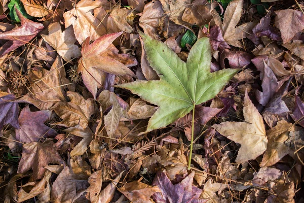 乾季の紅葉を眺めながら — ストック写真