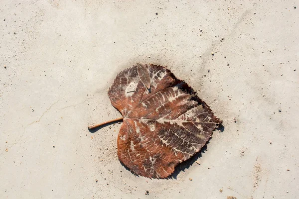 Una Hoja Seca Separada Los Tiempos Otoño —  Fotos de Stock