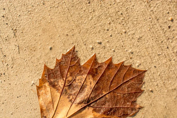 Una Hoja Seca Separada Los Tiempos Otoño — Foto de Stock