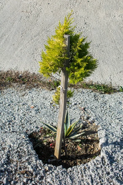 Ungt Träd Blommar Blommor Trädgård — Stockfoto