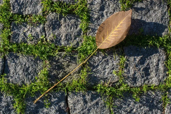 Grosse Feuille Sèche Vue Rapprochée Concept Nature — Photo