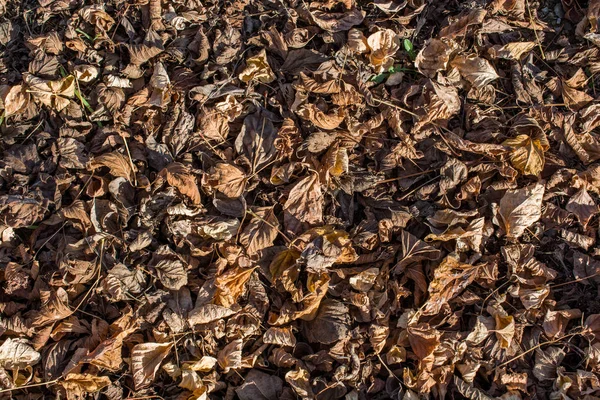 가을철의 배경과 잎사귀들 — 스톡 사진