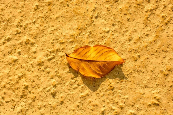 Ein Einzelnes Trockenes Blatt Zur Herbstzeit — Stockfoto