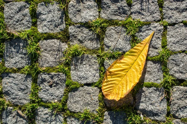 Big Dry Leaf Closeup View Nature Concept — 스톡 사진