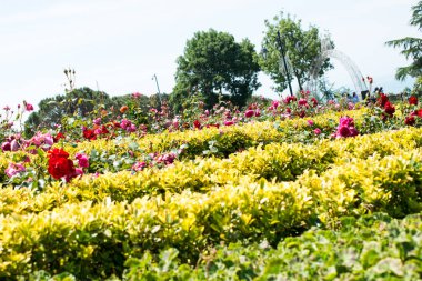 Doğada güzel taze güller