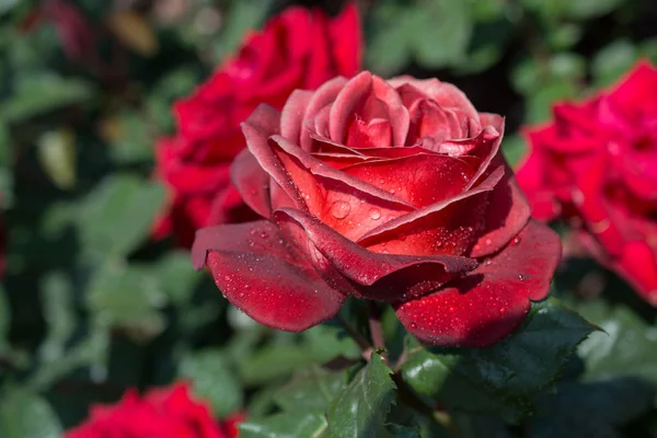 Floração Belas Rosas Coloridas Fundo Jardim — Fotografia de Stock