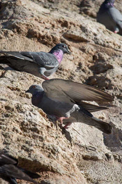 Güvercinler arka planda oturuyor.