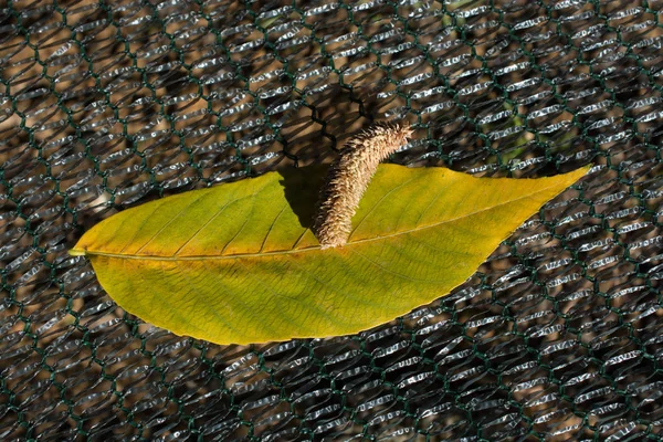 Ein Einzelnes Trockenes Blatt Zur Herbstzeit — Stockfoto
