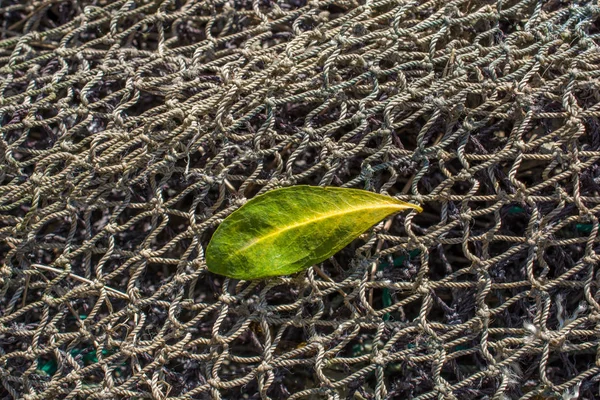 Uma Folha Seca Separada Épocas Outono — Fotografia de Stock