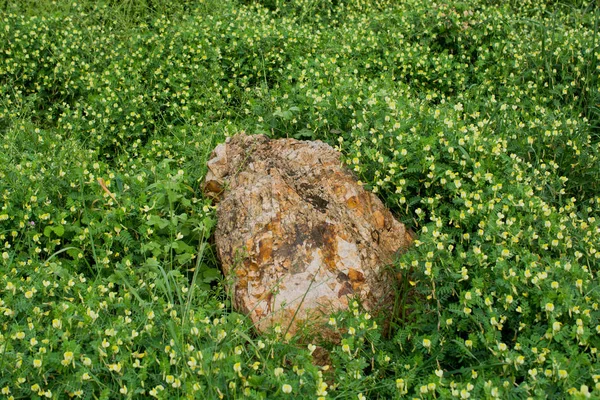 Pedra Encontrada Fundo Grama Verde — Fotografia de Stock