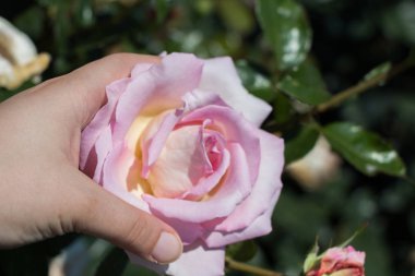 Renkli bir gül çiçeğini tutarken