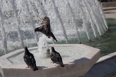 Şehir güvercinleri çeşmenin kenarında suyun kenarında