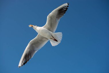 Arka plan olarak gökyüzünde uçan tek bir martı.