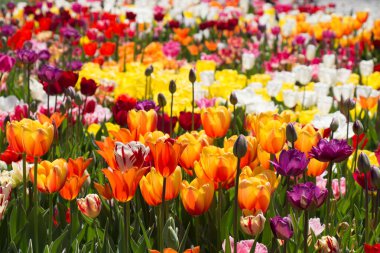 Çiçek arkaplanı olarak çiçek açan renkli lale çiçekleri