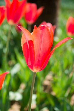 Bahar bahçesinde tek renkli lale çiçeği açar.