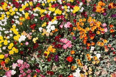 Çiçek arkaplanı olarak çiçek açan renkli lale çiçekleri