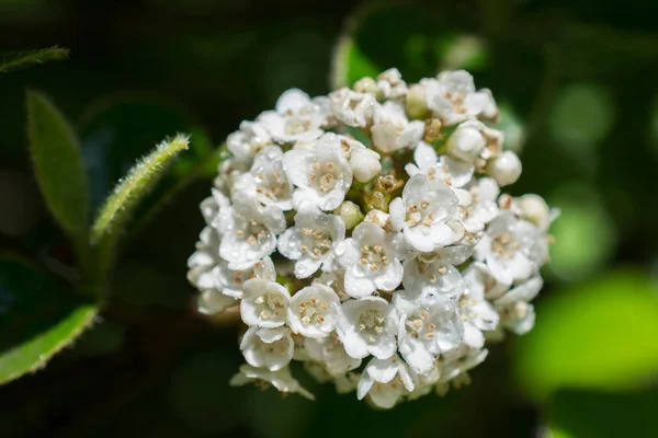 Flor Del Árbol Florecen Hermosas Flores Temporada Primavera — Foto de Stock