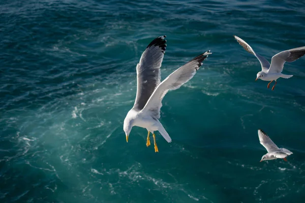 Möwen Fliegen Himmel Über Dem Meer — Stockfoto