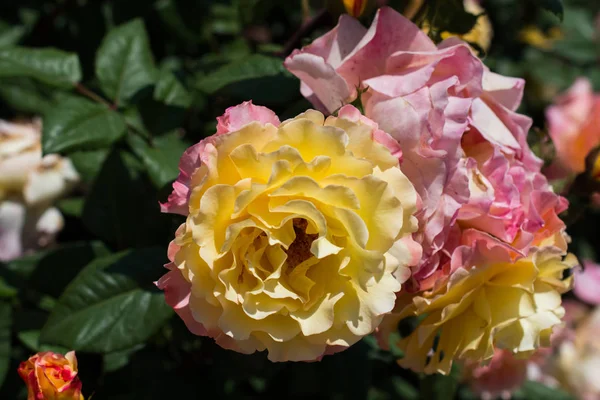 Floraison Belles Roses Colorées Dans Fond Jardin — Photo