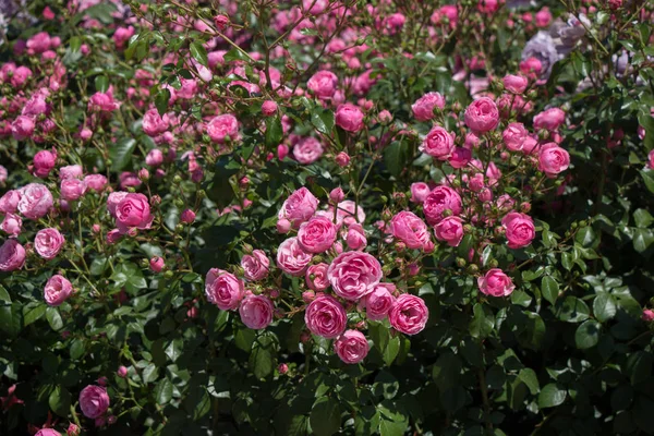Jardim Rosas Cheio Belas Rosas Frescas — Fotografia de Stock