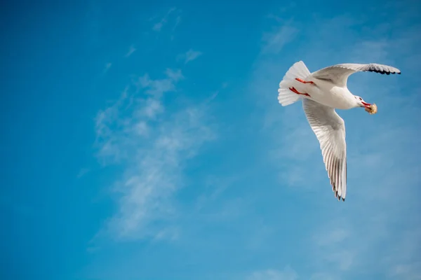 Eine Einzige Möwe Fliegt Einem Blauen Himmel Hintergrund — Stockfoto