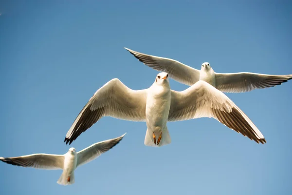 Gaivotas Voando Fundo Céu — Fotografia de Stock