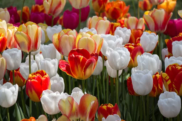 Blommande Färgglada Tulpan Blommor Trädgården Som Blommig Bakgrund — Stockfoto