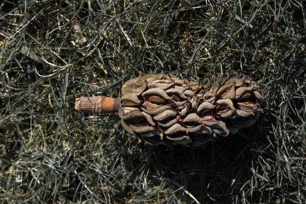 Pod Kužel Nebo Kapsle Pozadí — Stock fotografie