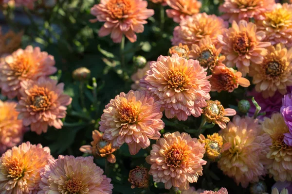 Gyönyörű Színes Természetes Tavaszi Virágok Mint Természet Háttere — Stock Fotó