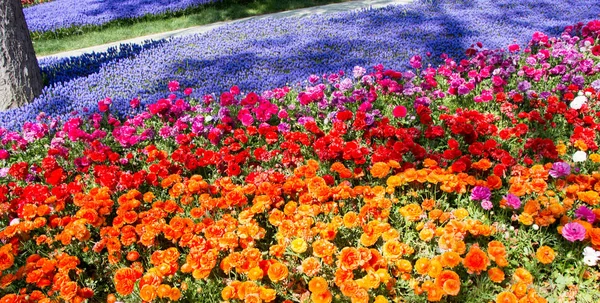 春天花园里开着郁金香花的花园 — 图库照片