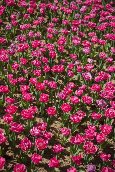 Kwitnące Kolorowe Kwiaty Tulipan Ogrodzie Jako Tło Kwiatowe — Zdjęcie stockowe