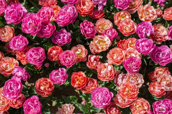 Çiçek arkaplanı olarak çiçek açan renkli lale çiçekleri