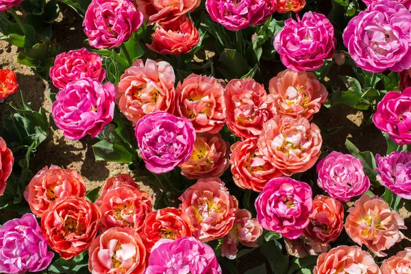 Çiçek arkaplanı olarak çiçek açan renkli lale çiçekleri