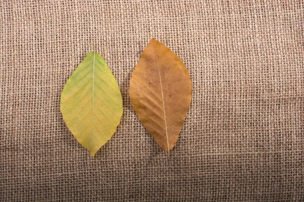Сухой Осенний Сезон Листья Полотне — стоковое фото