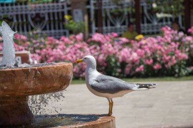 Gül bahçesindeki çeşmenin yanında martı