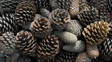 Çam ağaçlarının kozalakları görünürde