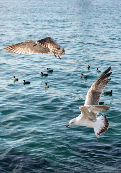 Mouettes Volant Dans Ciel Dessus Mer — Photo