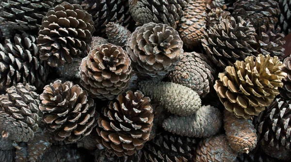 Çam ağaçlarının kozalakları görünürde