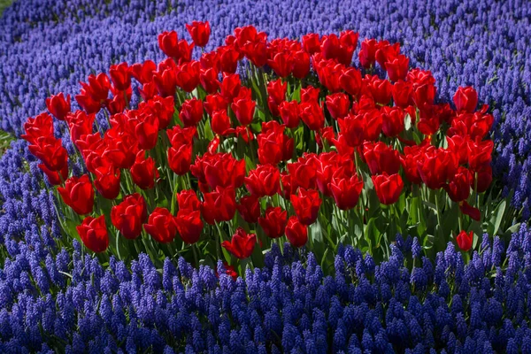 Bahar bahçesinde renkli lale çiçekleri açar.