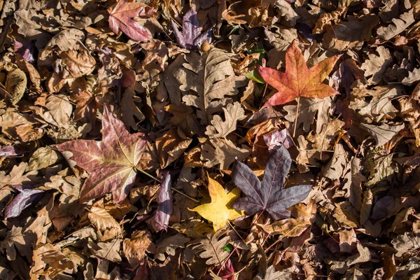 Texturerad Bakgrund Höstsäsongen Med Blad — Stockfoto