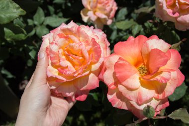 Renkli bir gül çiçeğini tutarken